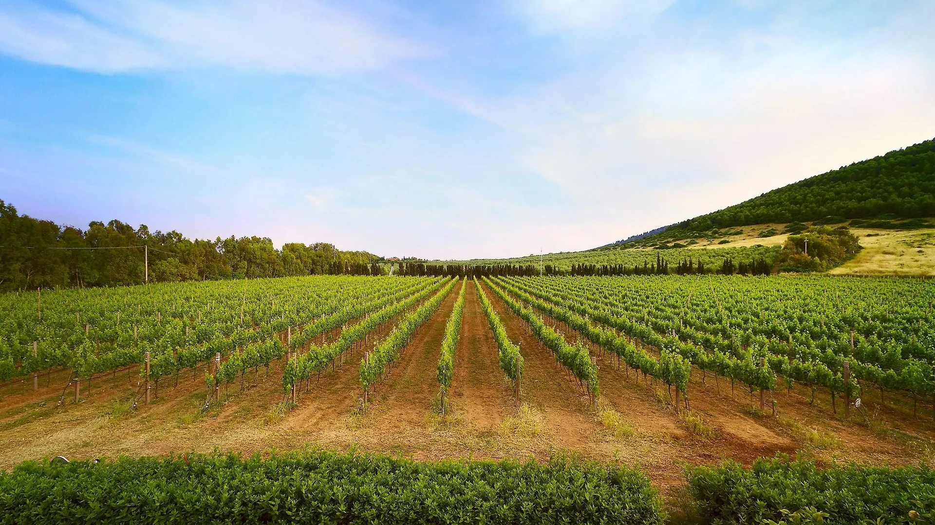 Wine Resort Leda D'Ittiri Fertilia Farm stay
